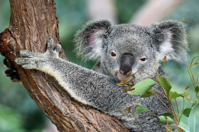A cute koala chews on eucalyptus leaves at Koala Gardens, Kuranda, Australia