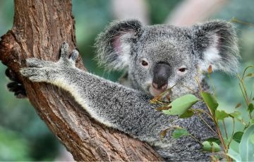 Travel Insurance for Backpackers in Australia: The Ultimate Guide