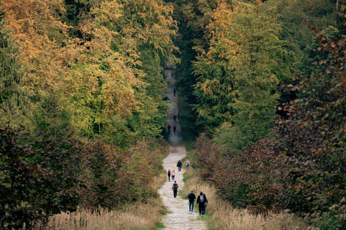 A group of people walking down a path through a forest