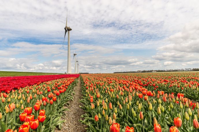 A tulip field with windmills in the distance in Amsterdam, Netherlands