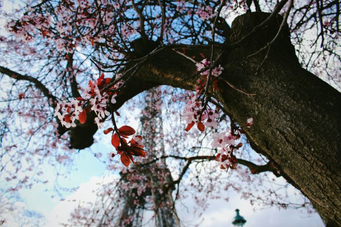 Blossoming flowers in front of the sublime Eiffel Tower in the spring, in Paris