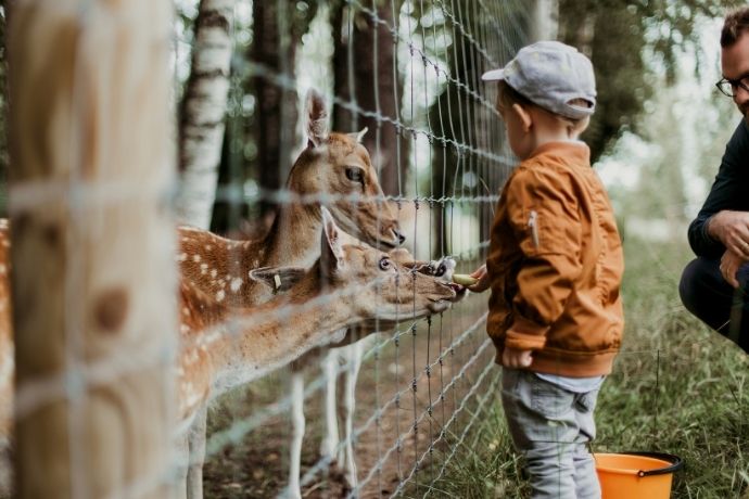 Boy feeding an animal during the day
