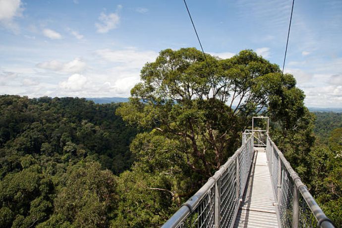 Canopy Walkway in Ulu Temburong National Park, Brunei