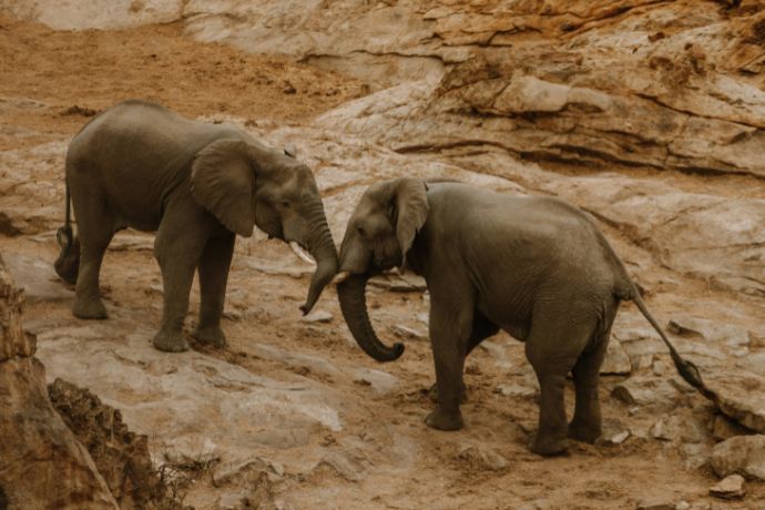 Elephant in BeitBridge, Zimbabwe