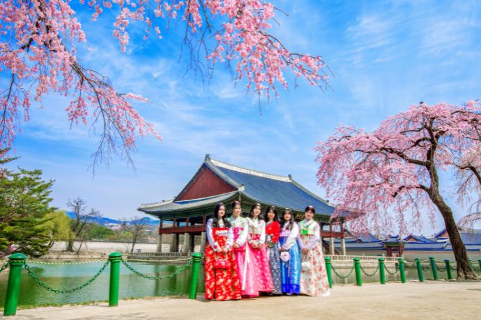 Gyeongbokgung palace with cherry blossom in spring and tourists with hanbok dress