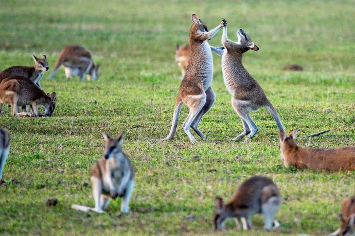 Kangaroos in North Queensland, Australia