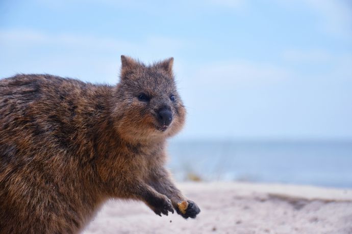 Quokka near the ocean in Western Australia