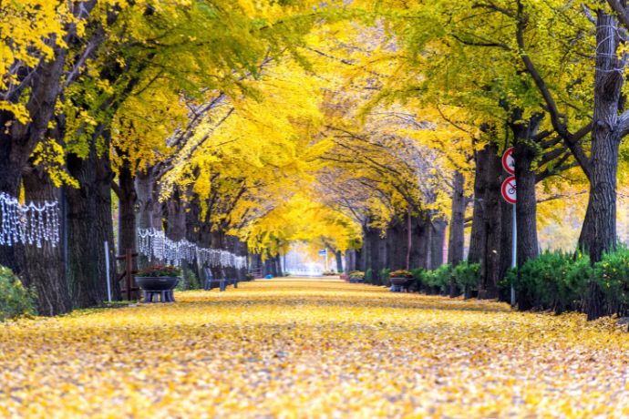 Row of yellow ginkgo trees in asan, korea