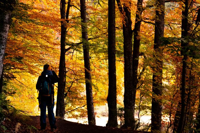 Solo travelers walking in the forest 