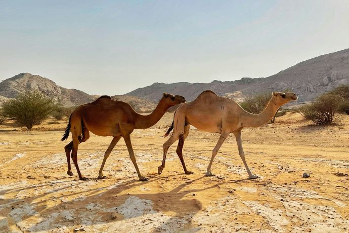 two camels walking in the desert with mountains in the background