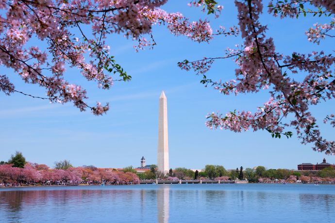 Washington Monument and cherry blossom, Washington, D.C.