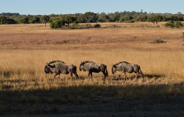 Travel Tips for Zimbabwe: Your Essential Guide Travel Tips for Zimbabwe: Your Essential Guide