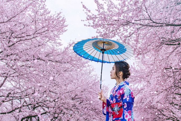 Asian woman wearing japanese traditional kimono and cherry blossom in spring, japan.